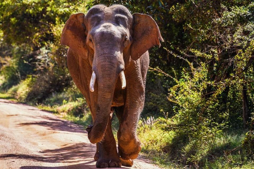 Elephant Lodge Udawalawe Kültér fotó
