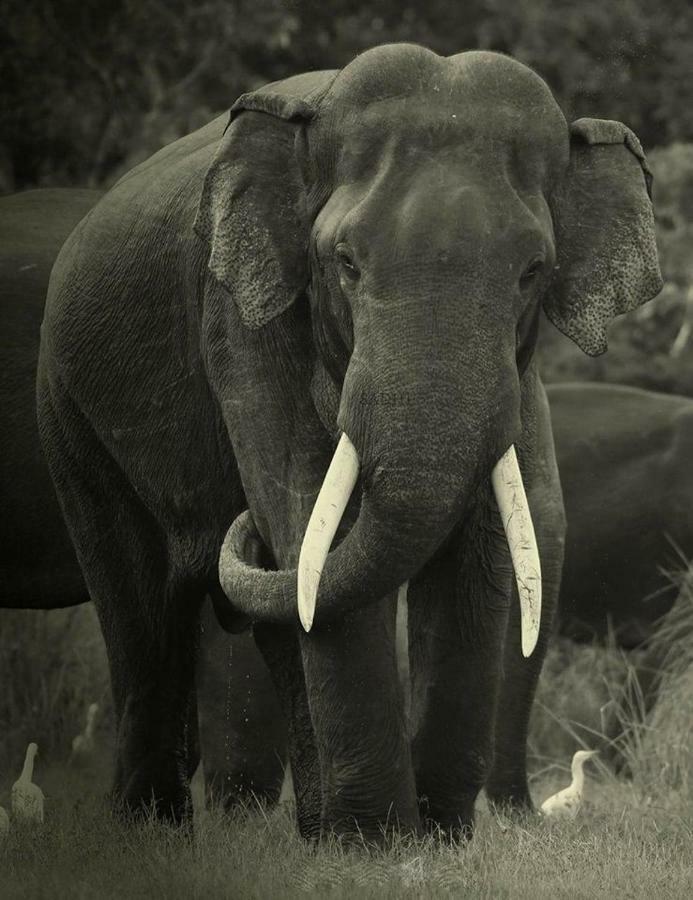 Elephant Lodge Udawalawe Kültér fotó