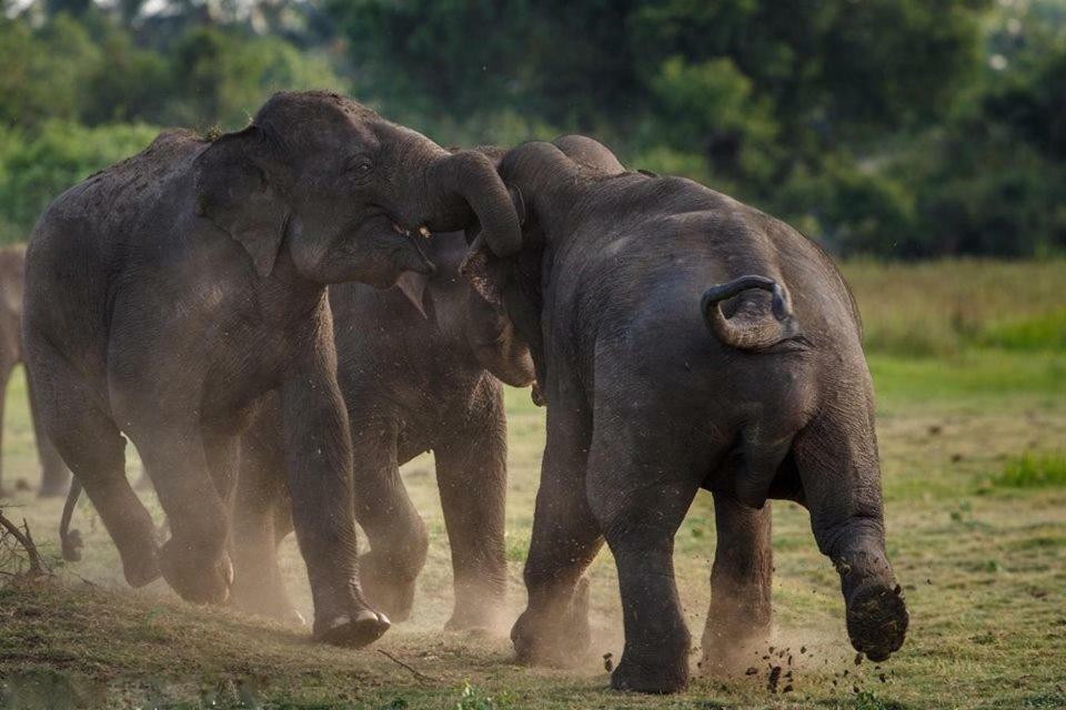 Elephant Lodge Udawalawe Kültér fotó