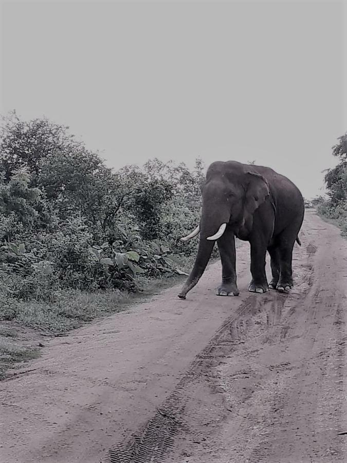 Elephant Lodge Udawalawe Kültér fotó
