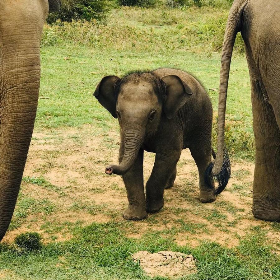 Elephant Lodge Udawalawe Kültér fotó