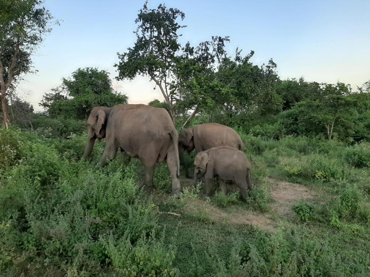 Elephant Lodge Udawalawe Kültér fotó
