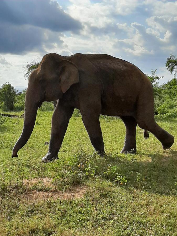 Elephant Lodge Udawalawe Kültér fotó